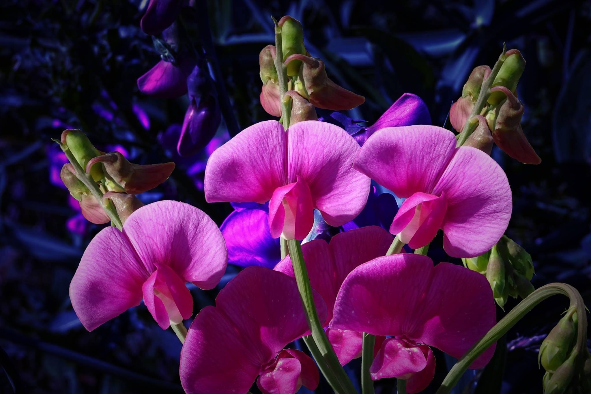 Fleurs triples
